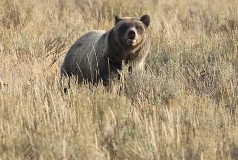 Backpacker Injured by Bear in National Park Transported to Medical Facility